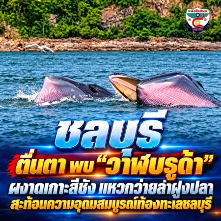 2F002-ชลบุรีตื่นตา-วาฬบรูด้าเกาะสีชัง