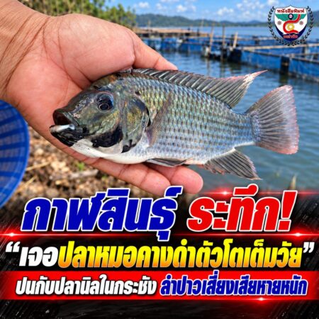 2F002-ปลาหมอคางดำตัวโตในกระชังลำปาว