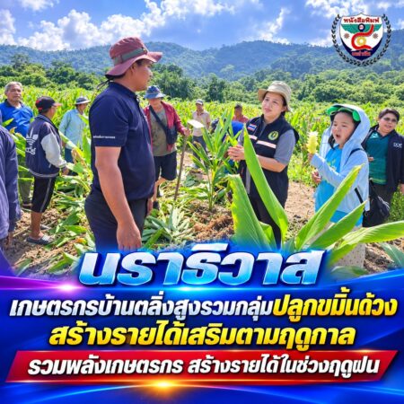 2F003-เกษตรกรนราธิวาสปลูกขมิ้นด้วง