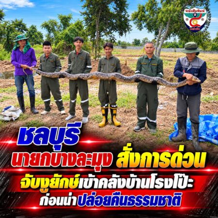 2F004-ชาวชลบุรีจับงูยักษ์กลางทุ่ง