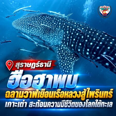 2F011ฉลามวาฬเยือนเกาะเต่า