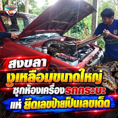 2F026งูเหลือมยักษ์ซ่อนในห้องเครื่องรถกระบะ