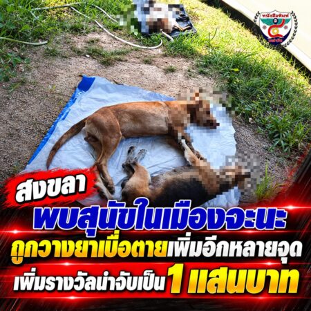 2F035-ข่าวด่วน-สงขลา-พบสุนัขตาย-әд